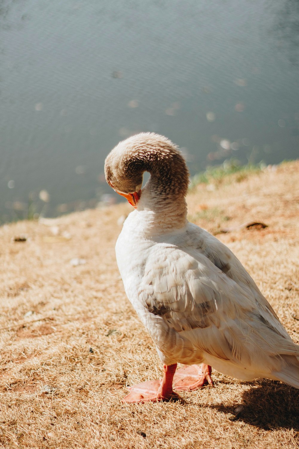 a bird standing on the ground