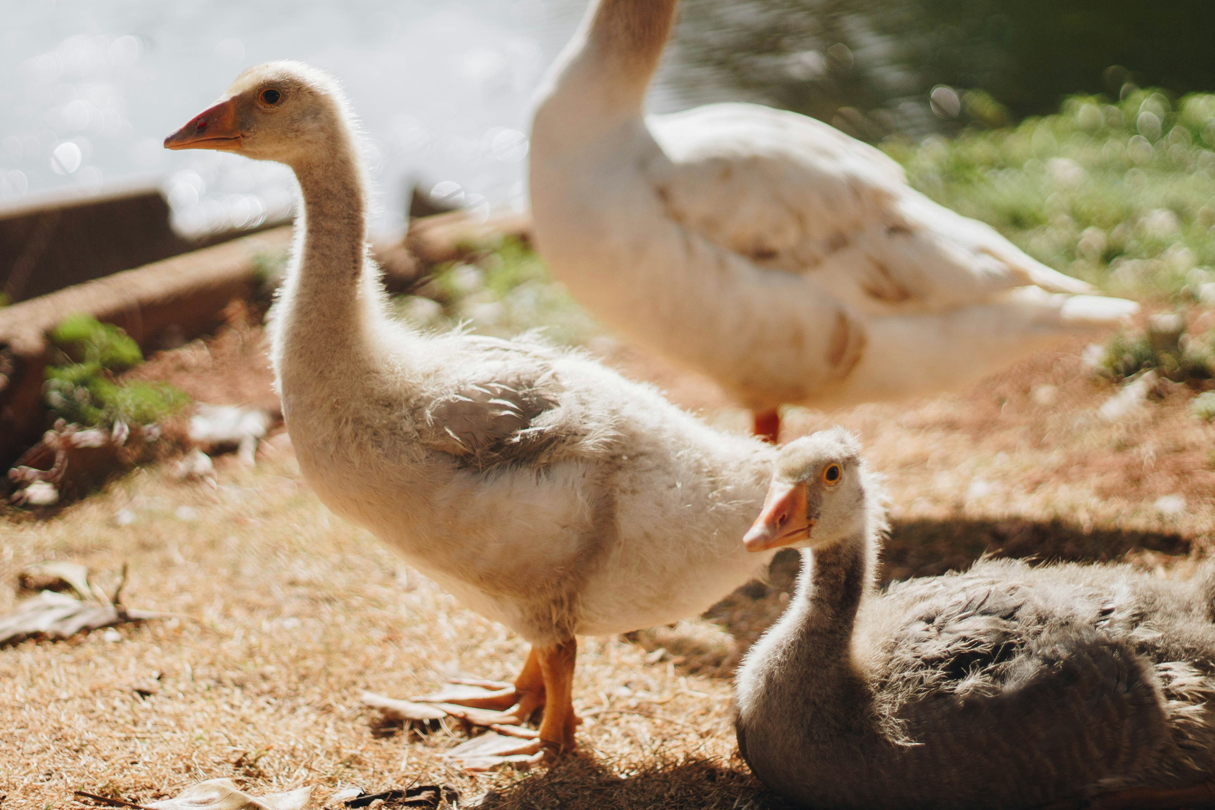 Photo by kronemberger