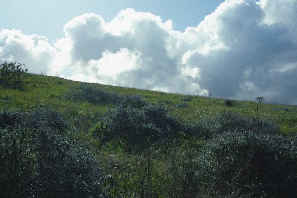 a grassy hill with trees on it