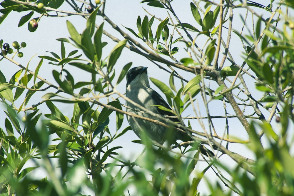 a bird perched on a branch