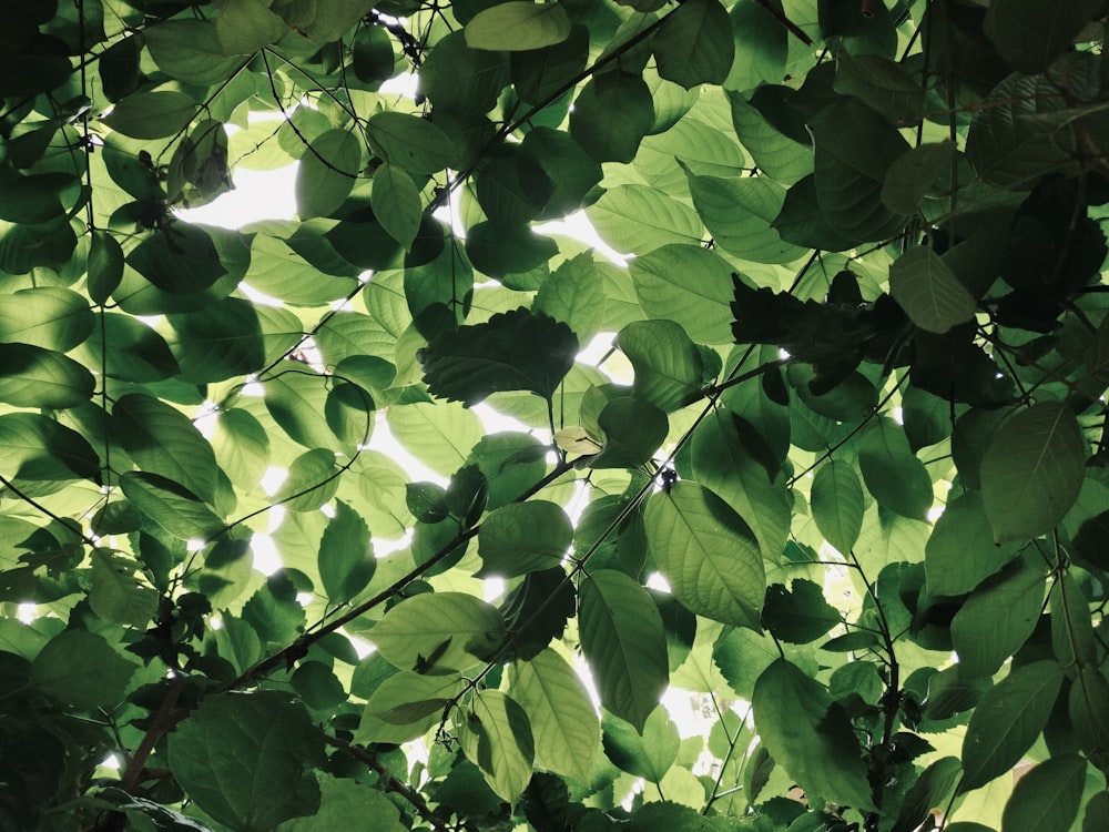 a close up of a plant