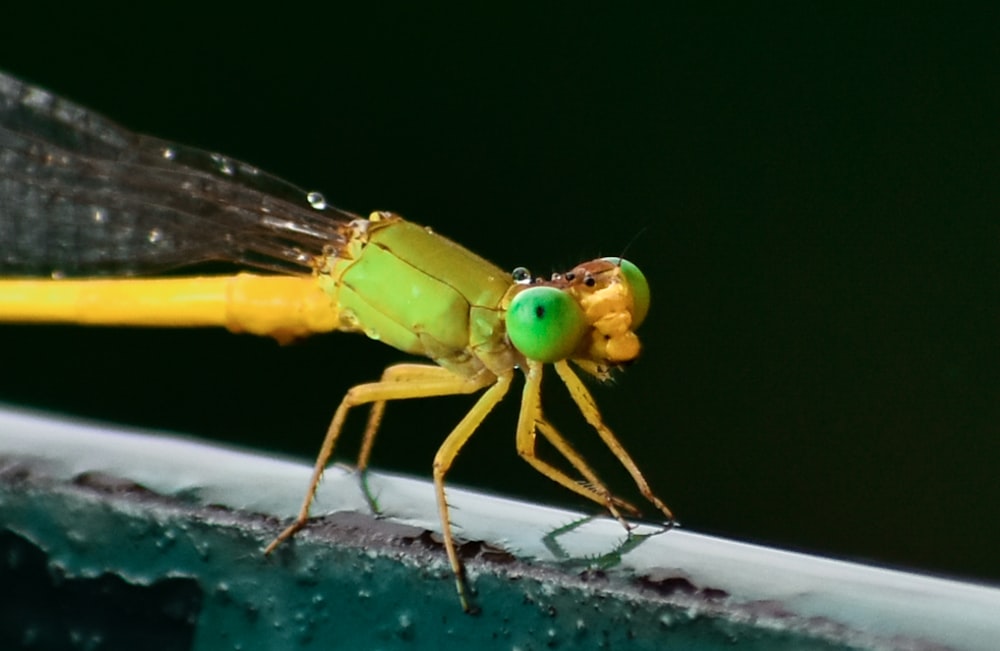 a green insect on a leaf