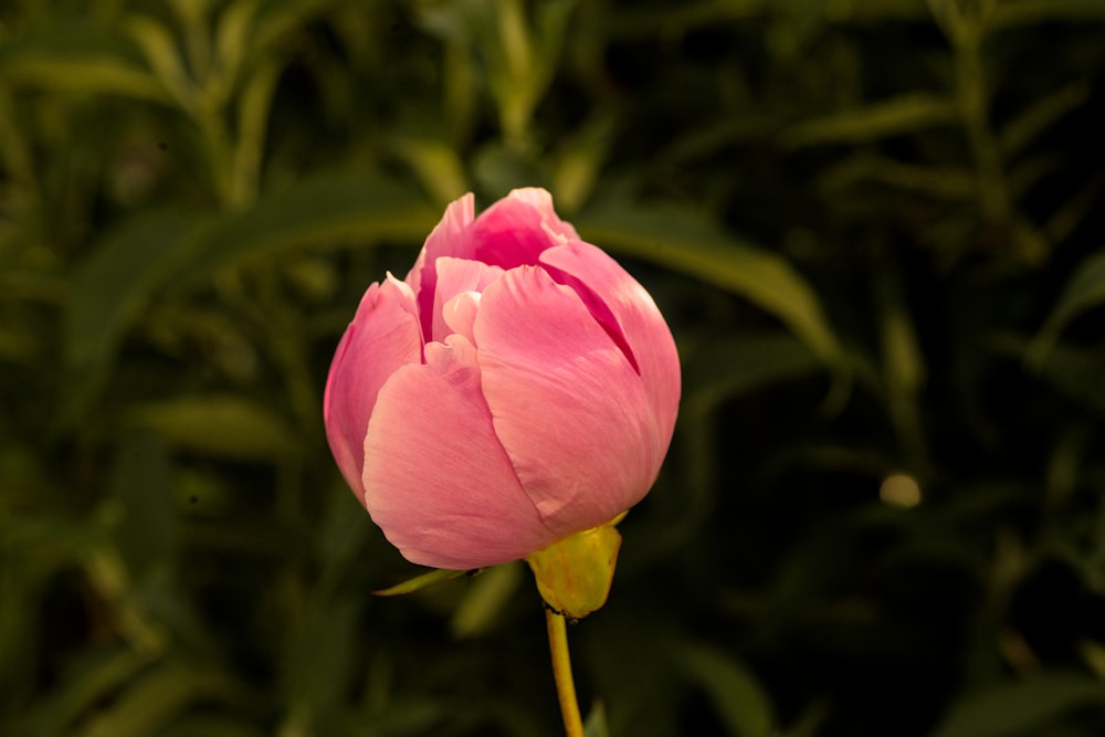 a pink flower with green leaves