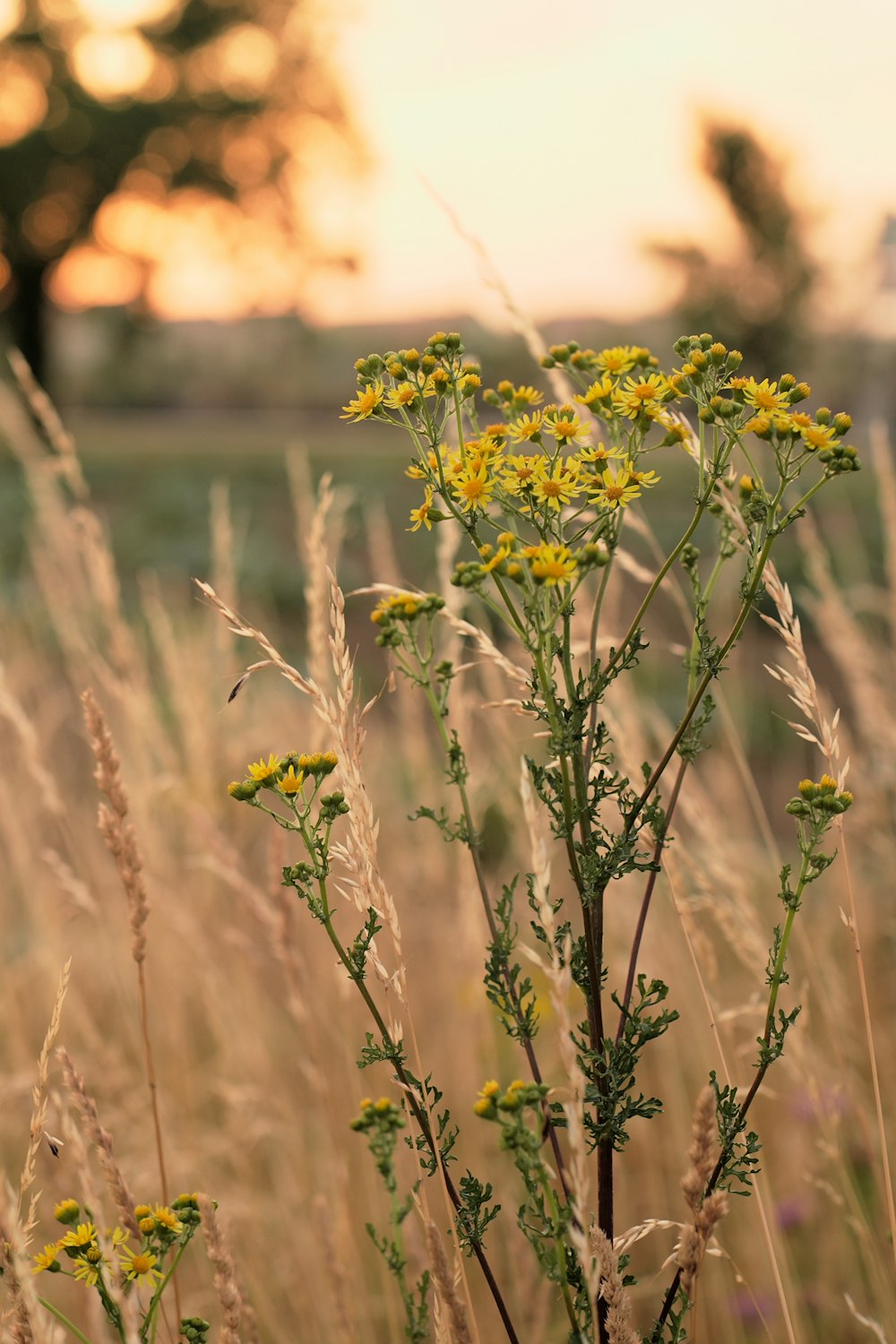 a close-up of some plants