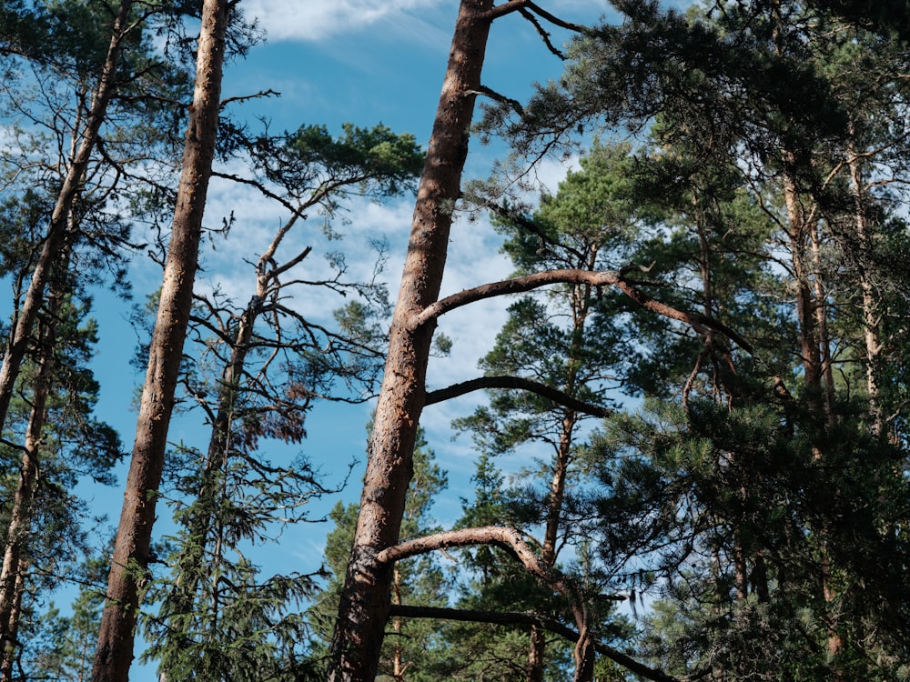 a group of trees