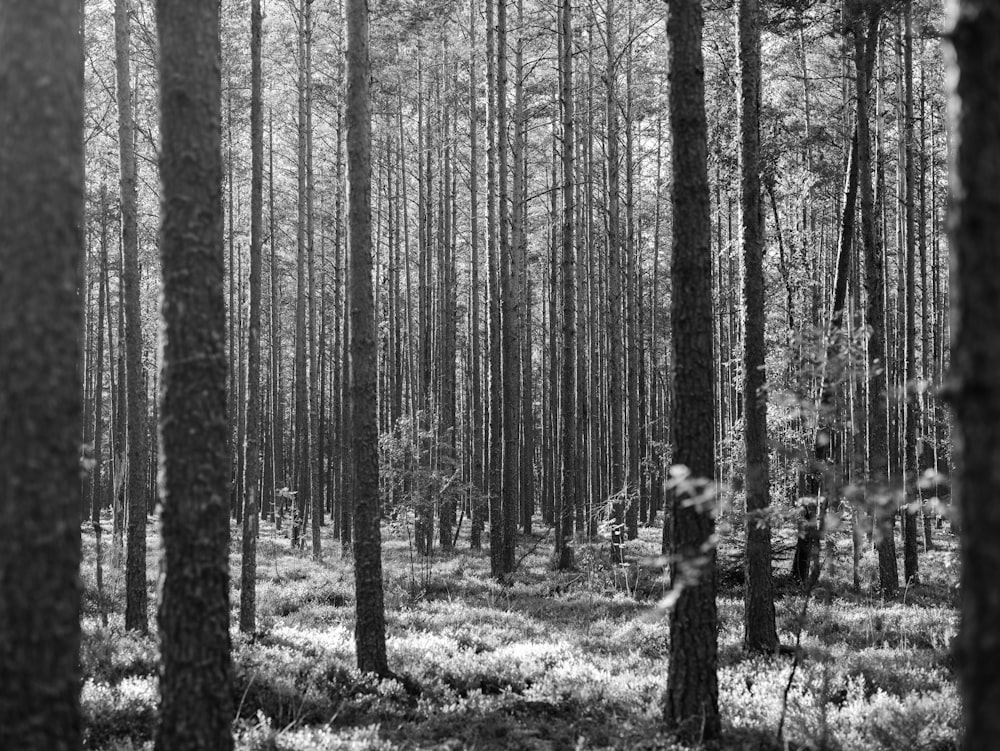 a forest with trees