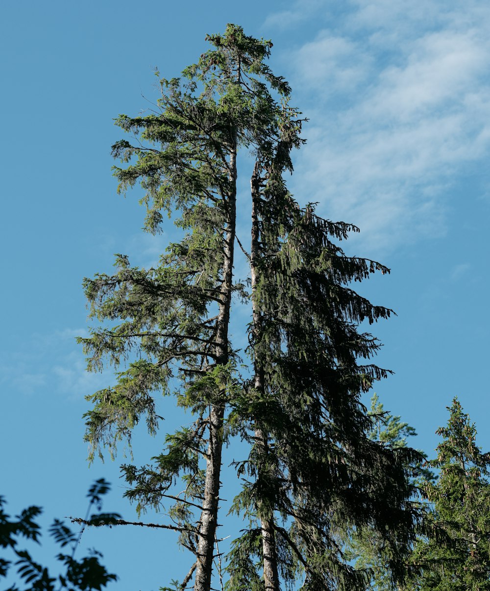 a tall tree with many branches