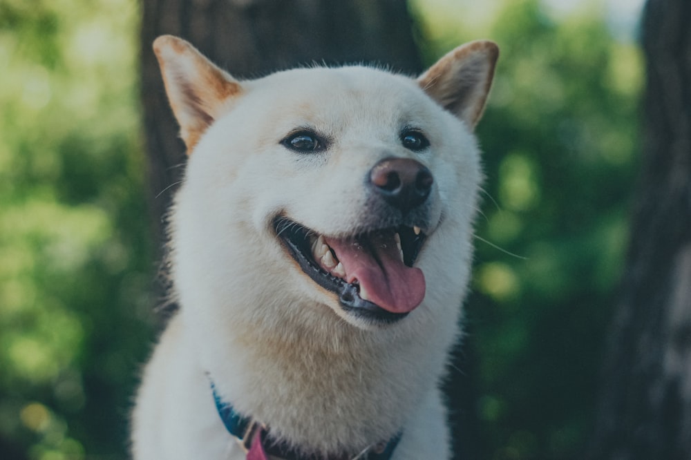 a dog with its mouth open