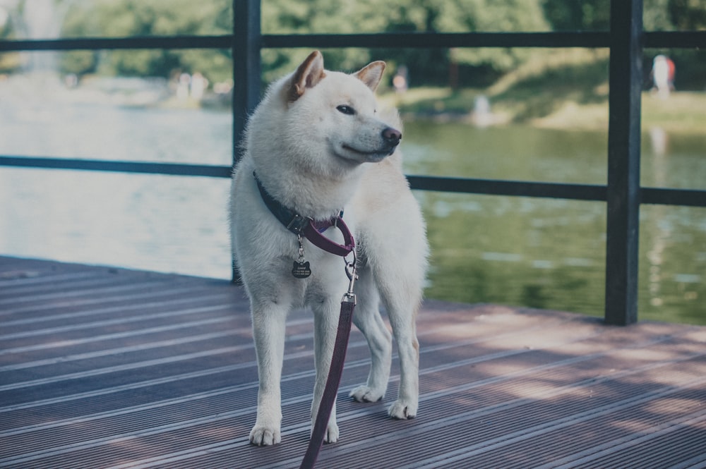 a dog on a leash