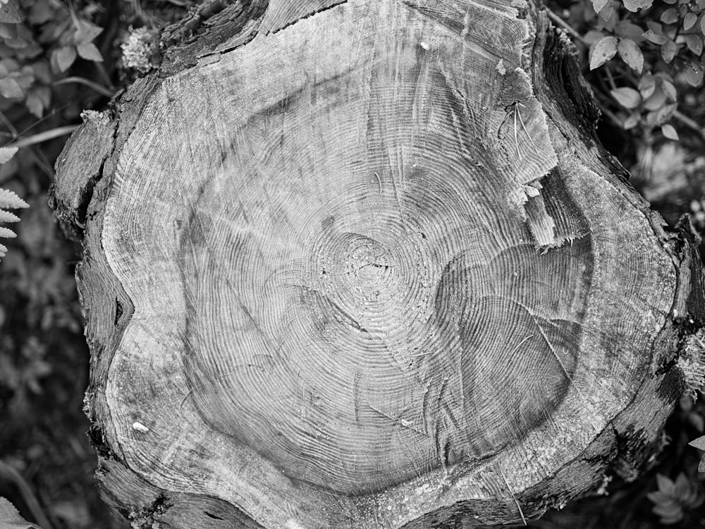 a close-up of a tree stump