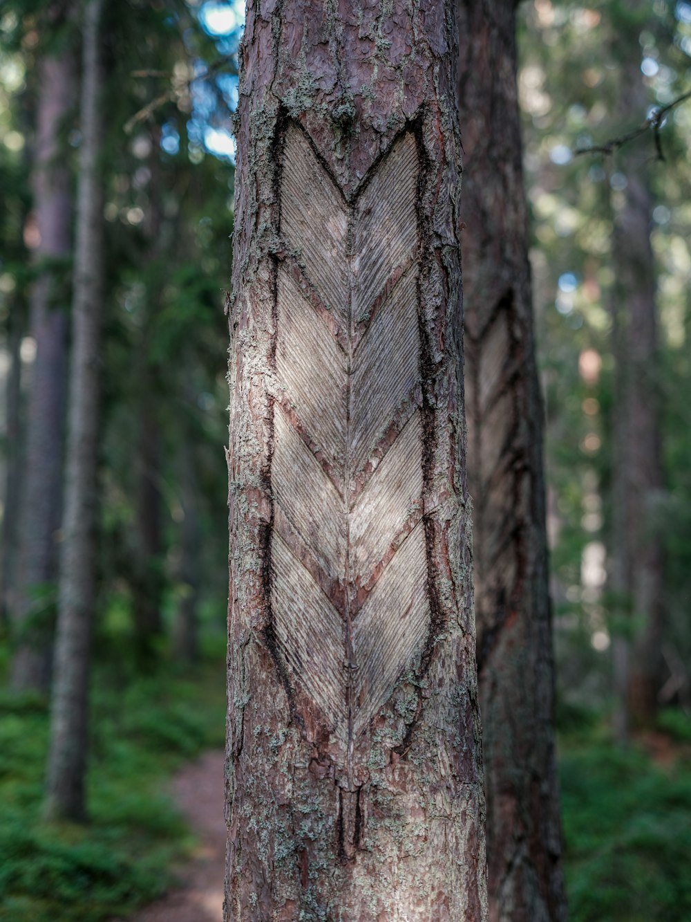 a close-up of a tree trunk