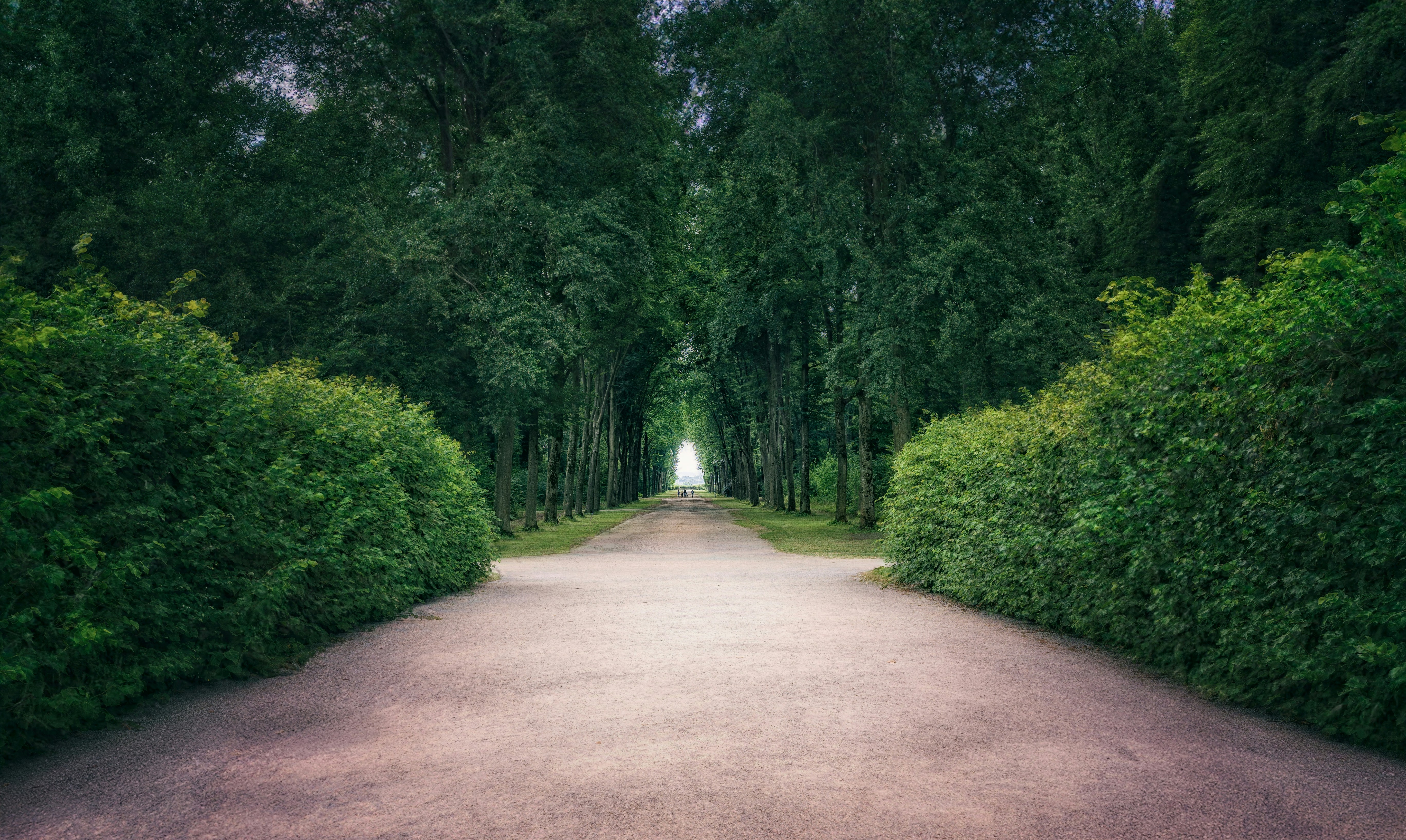 a path through a forest