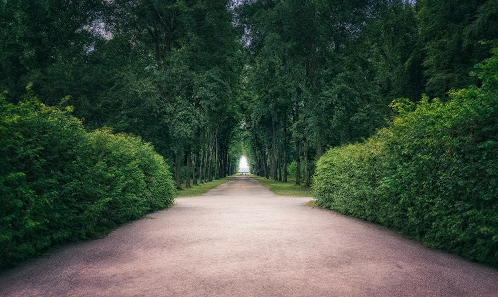 a path through a forest