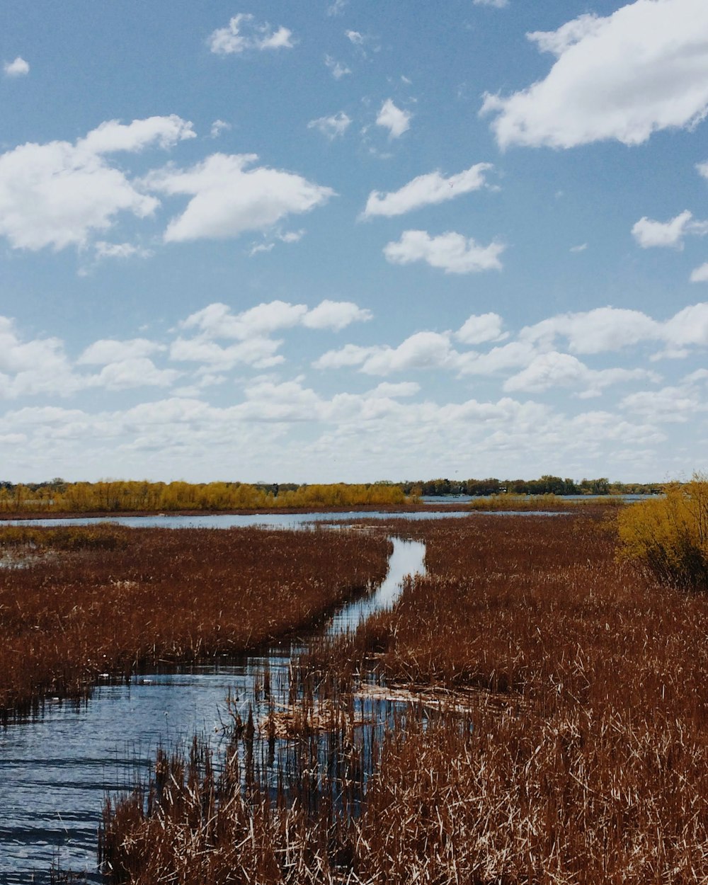 Une rivière avec de l’herbe brune et des arbres