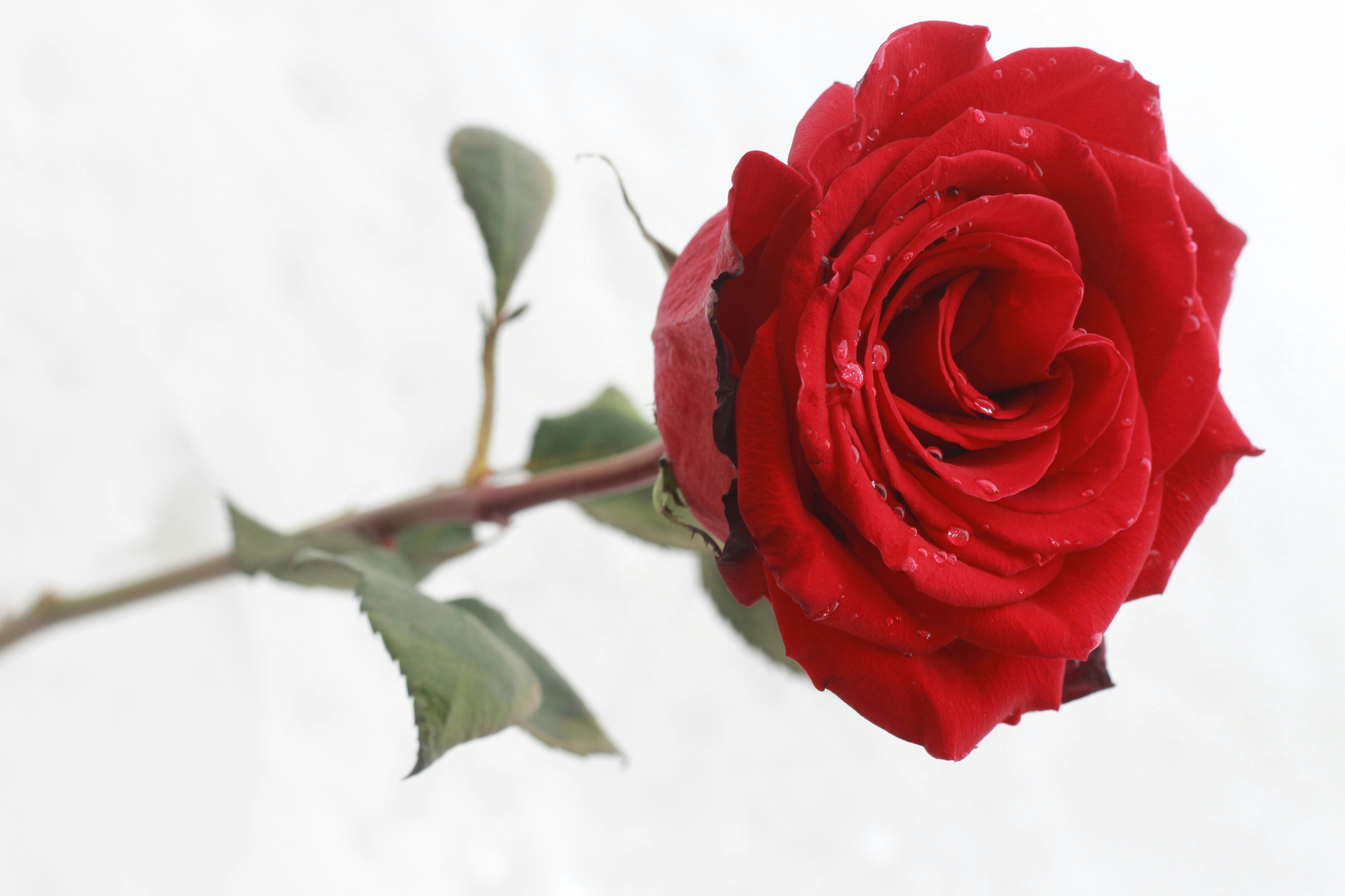 Best Happy International Men's Day Wishes: Strength, Pride & Love