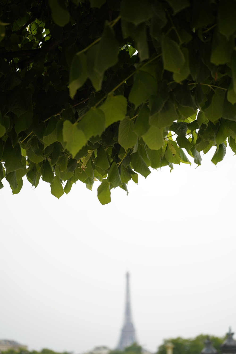 a tree with a tower in the background