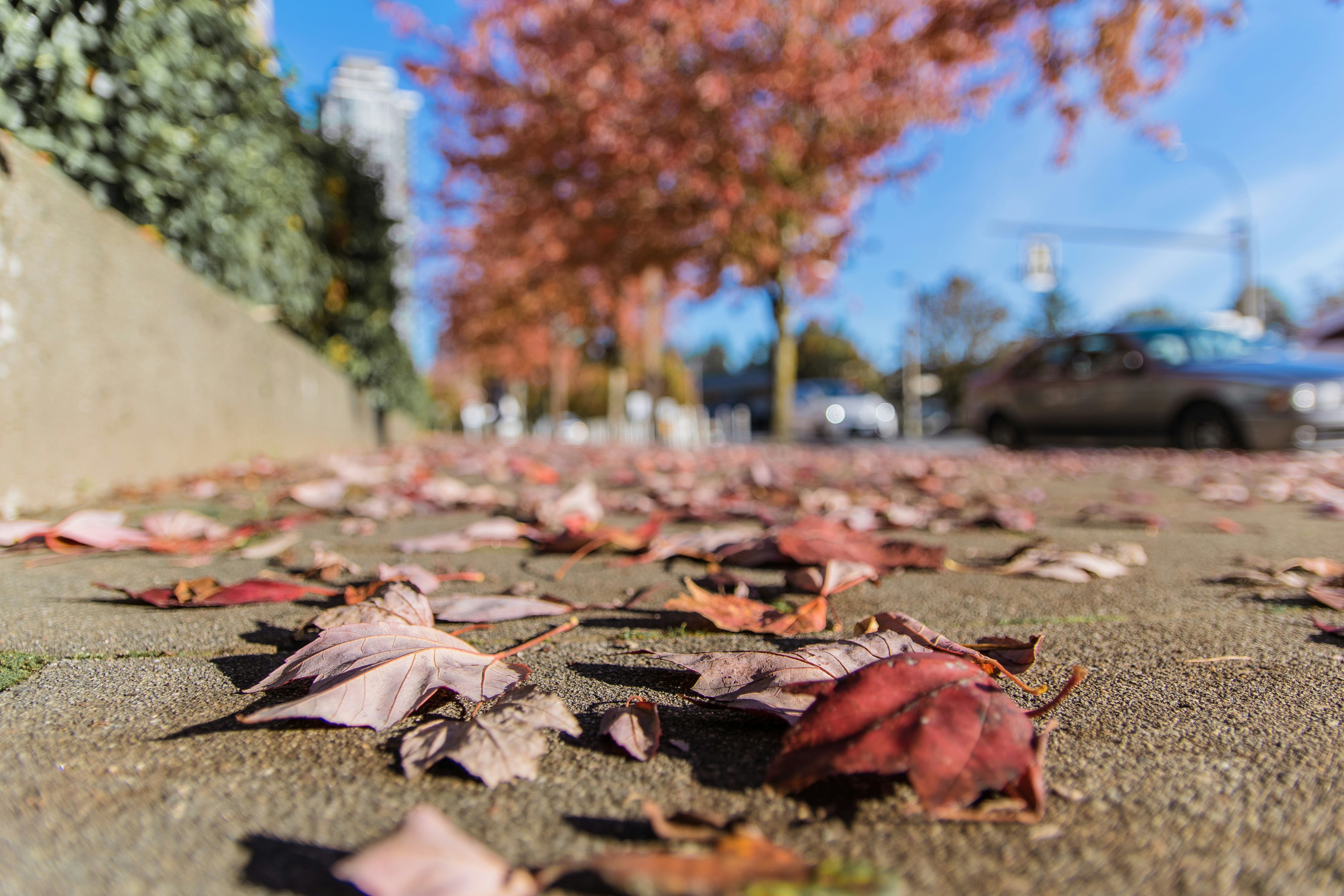 a pile of leaves on the ground