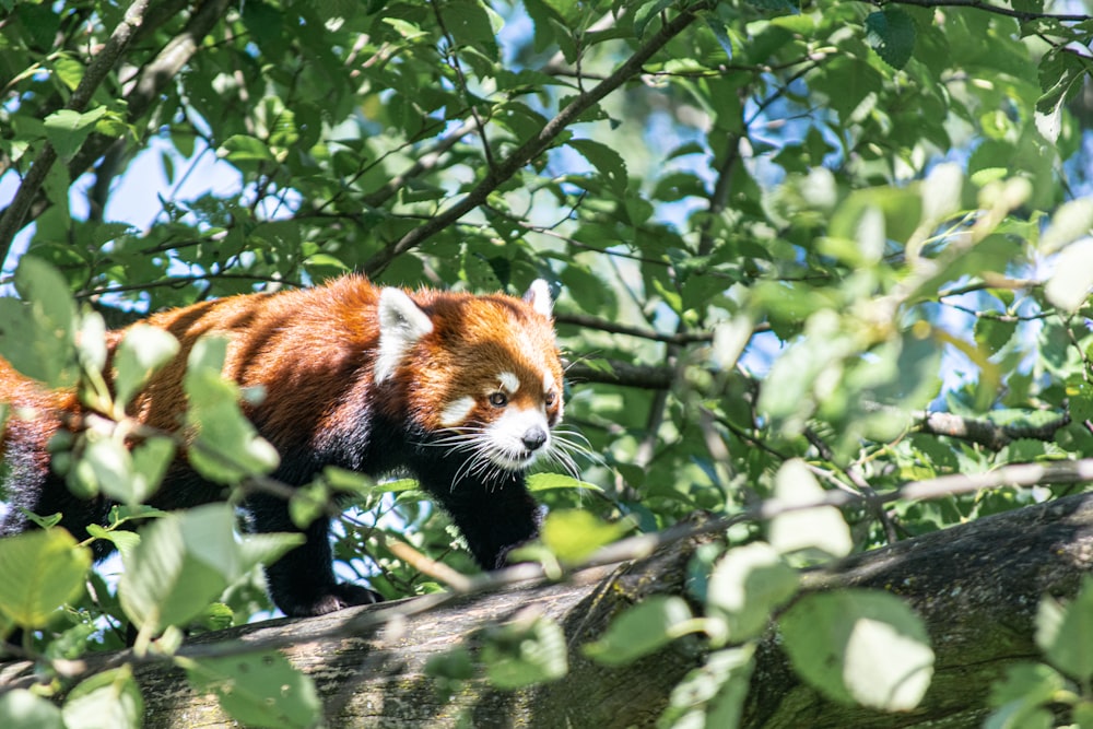 a red panda in a tree