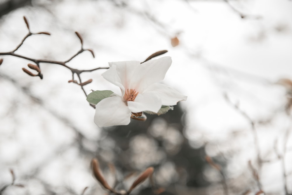 a white flower on a branch