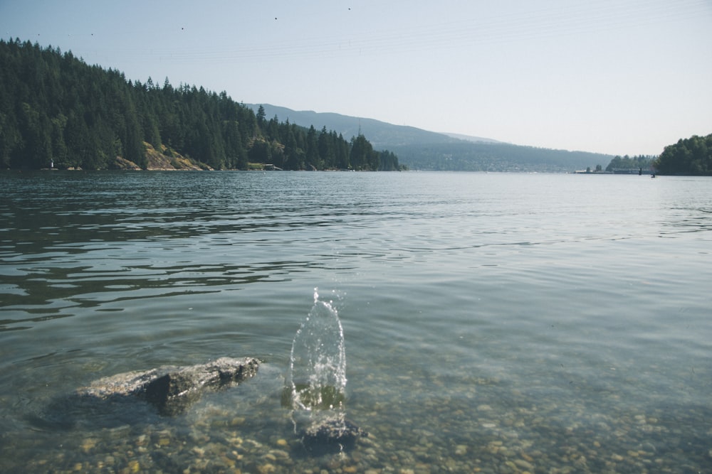 a body of water with a rock in it and trees in the back