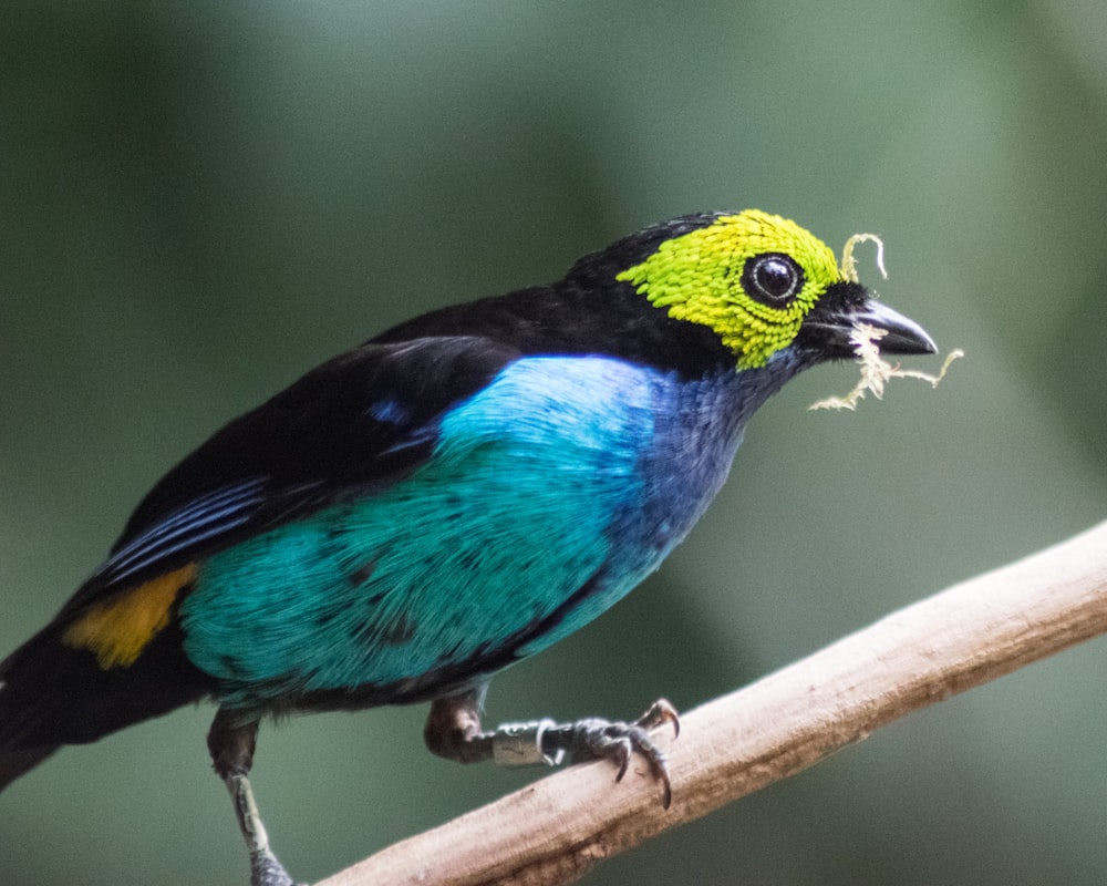 a bird on a branch