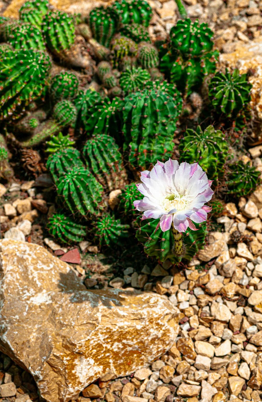 a purple flower growing out of the ground