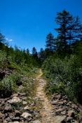 a dirt path through a forest
