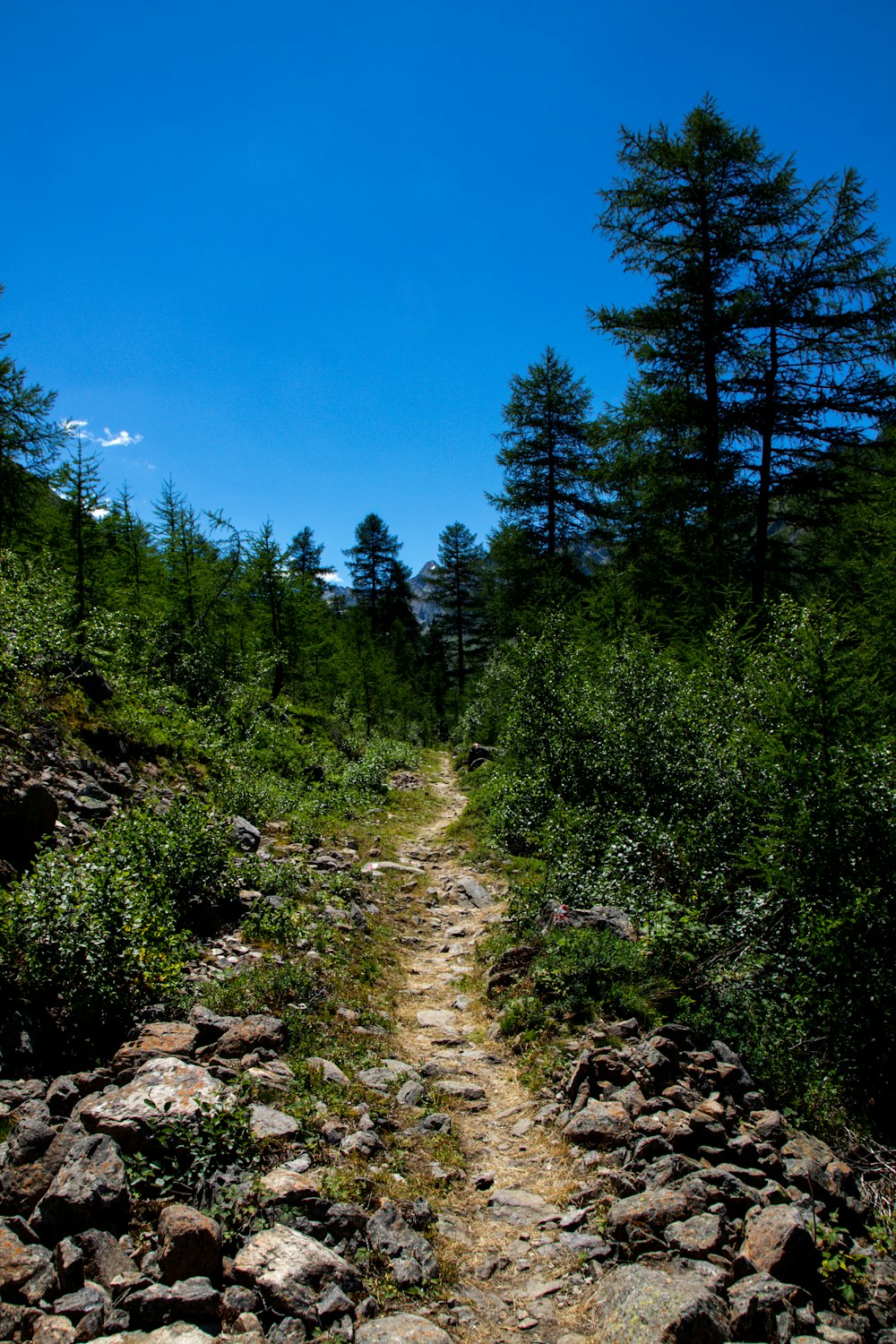 a dirt path through a forest