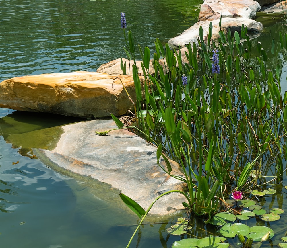 a plant next to a body of water