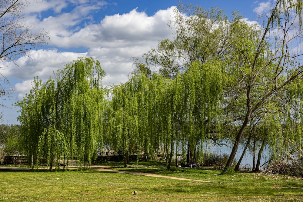 un groupe d’arbres