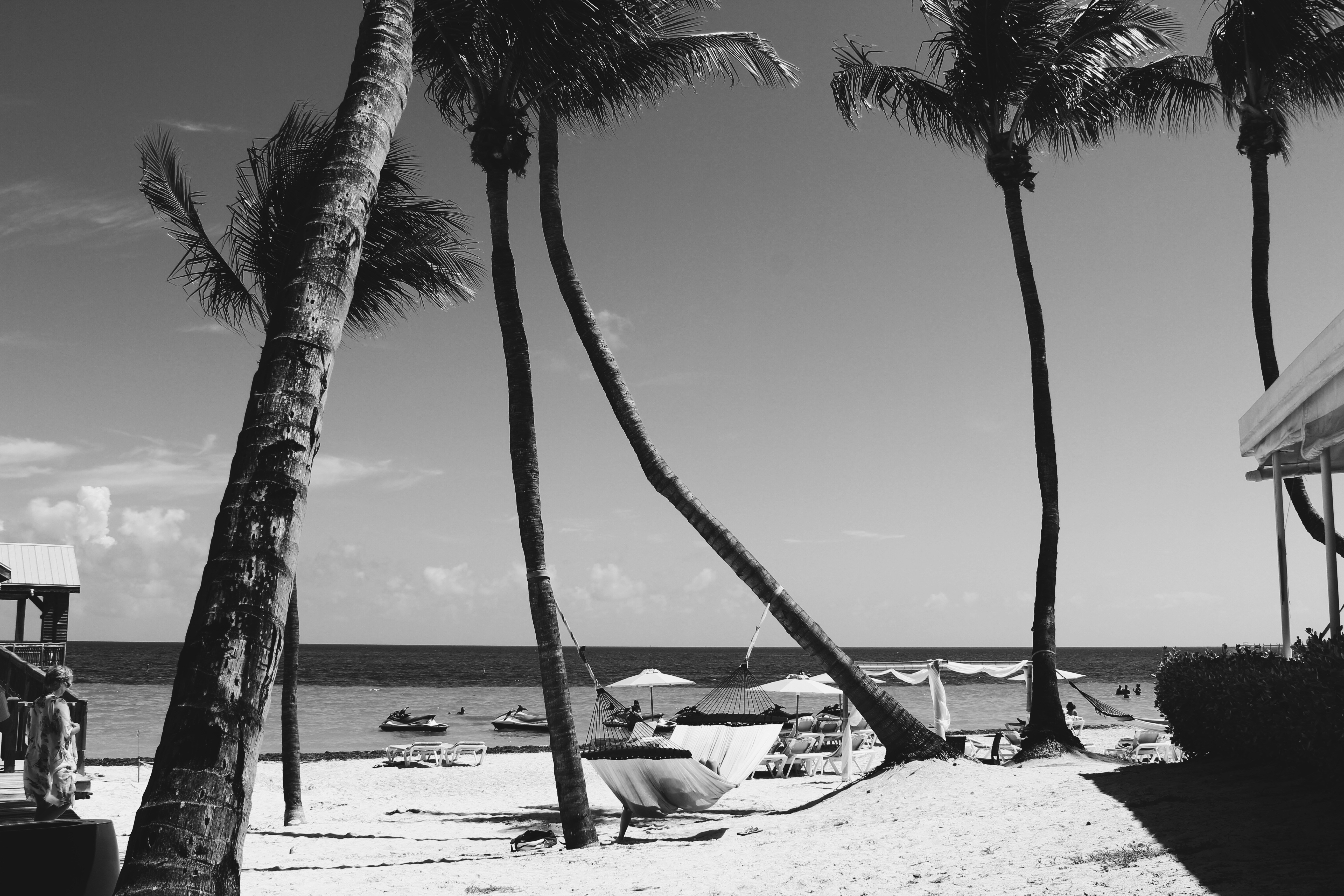 a palm tree on a beach near a body of water