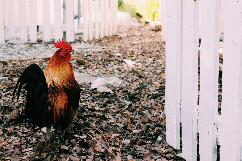 a chicken standing in front of a fence