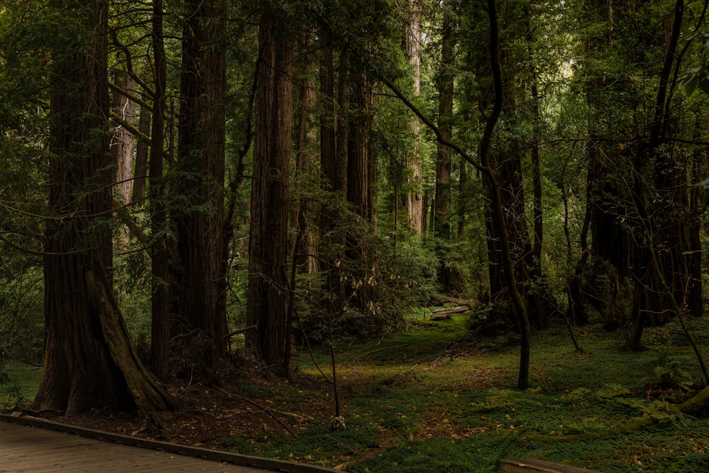 a path through a forest