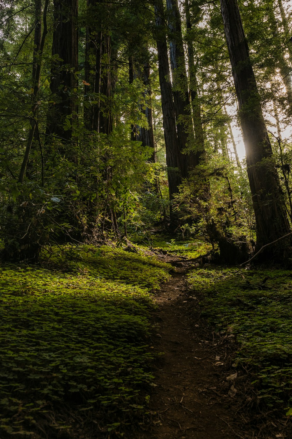 a dirt path through a forest