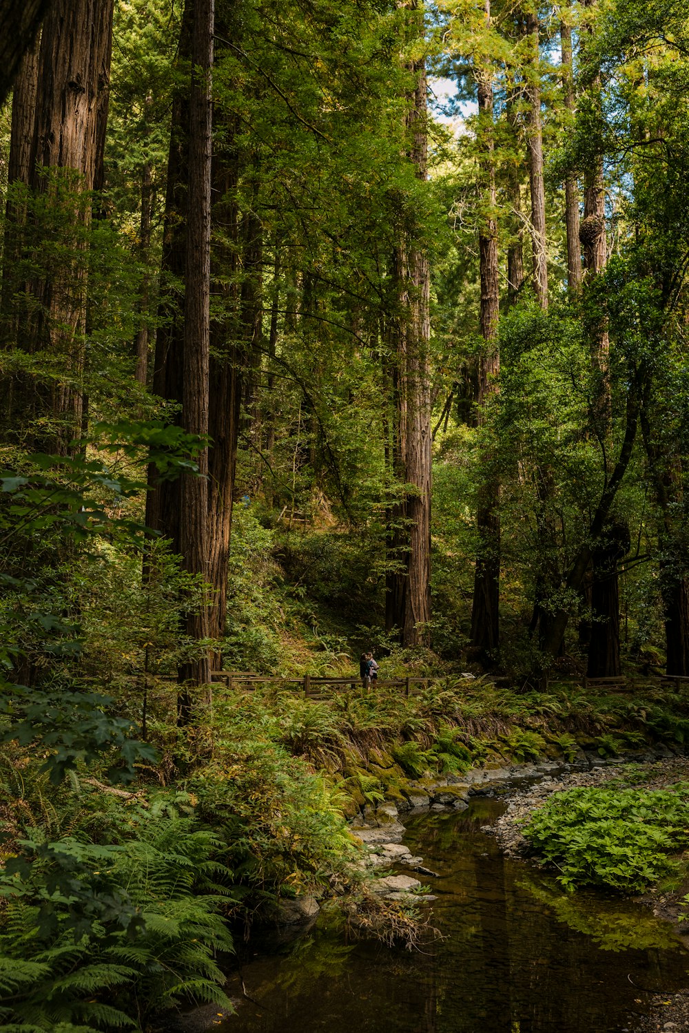 a stream in a forest