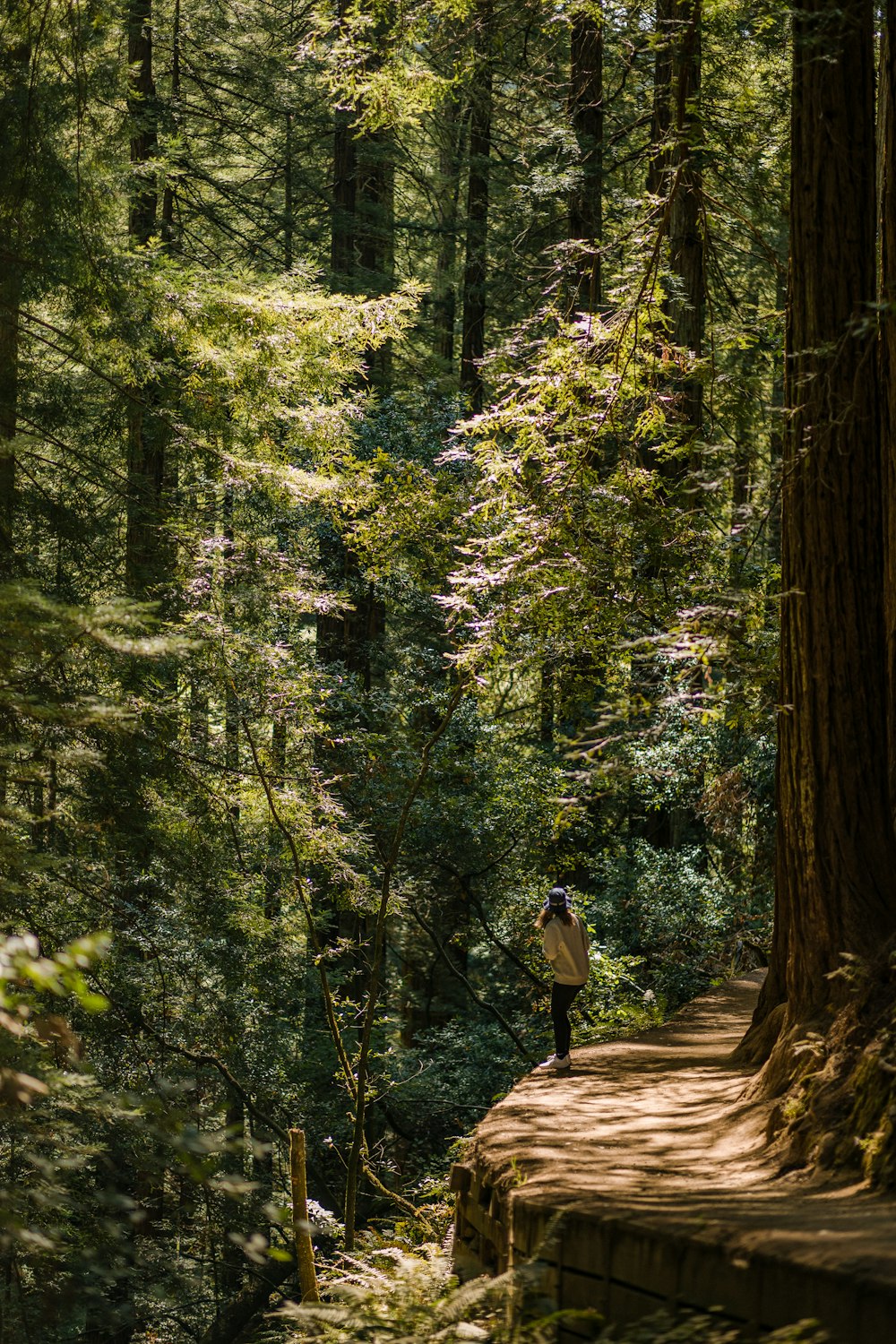 a person standing on a stone path in the woods