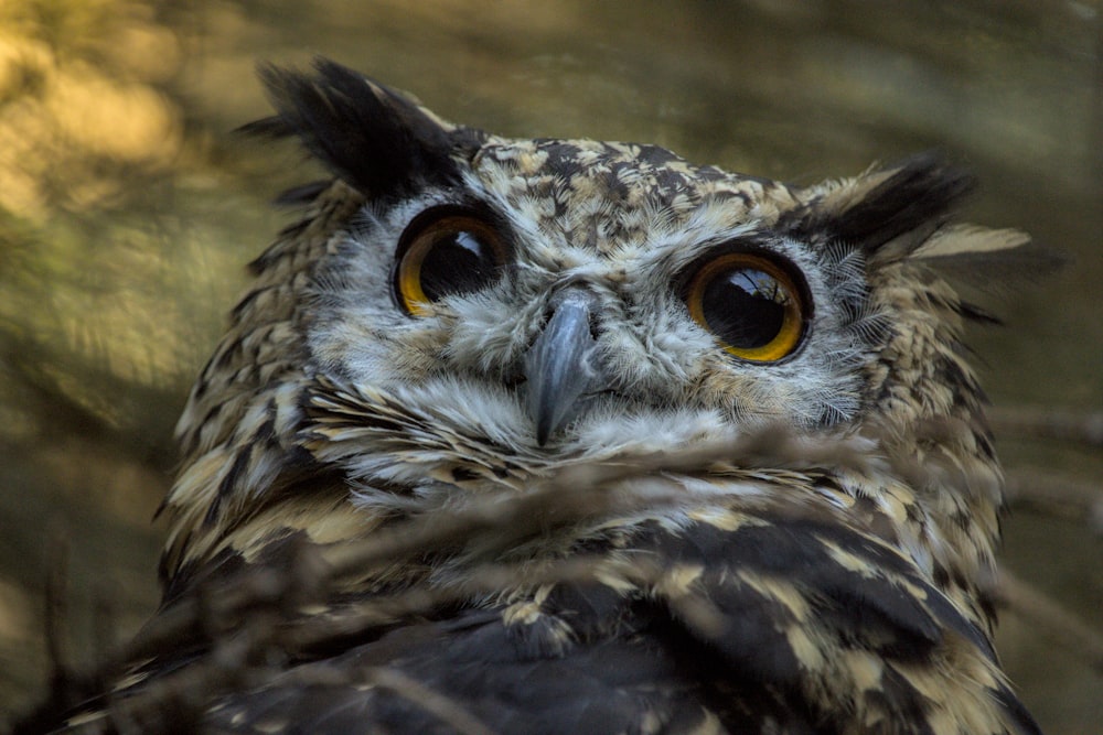 a close up of an owl