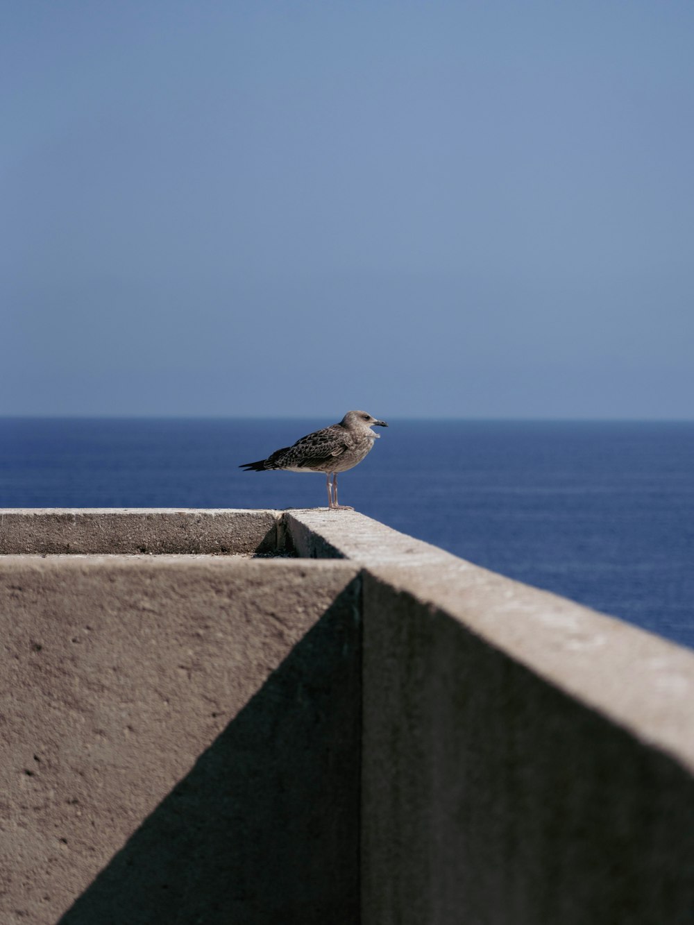 a bird on a wall