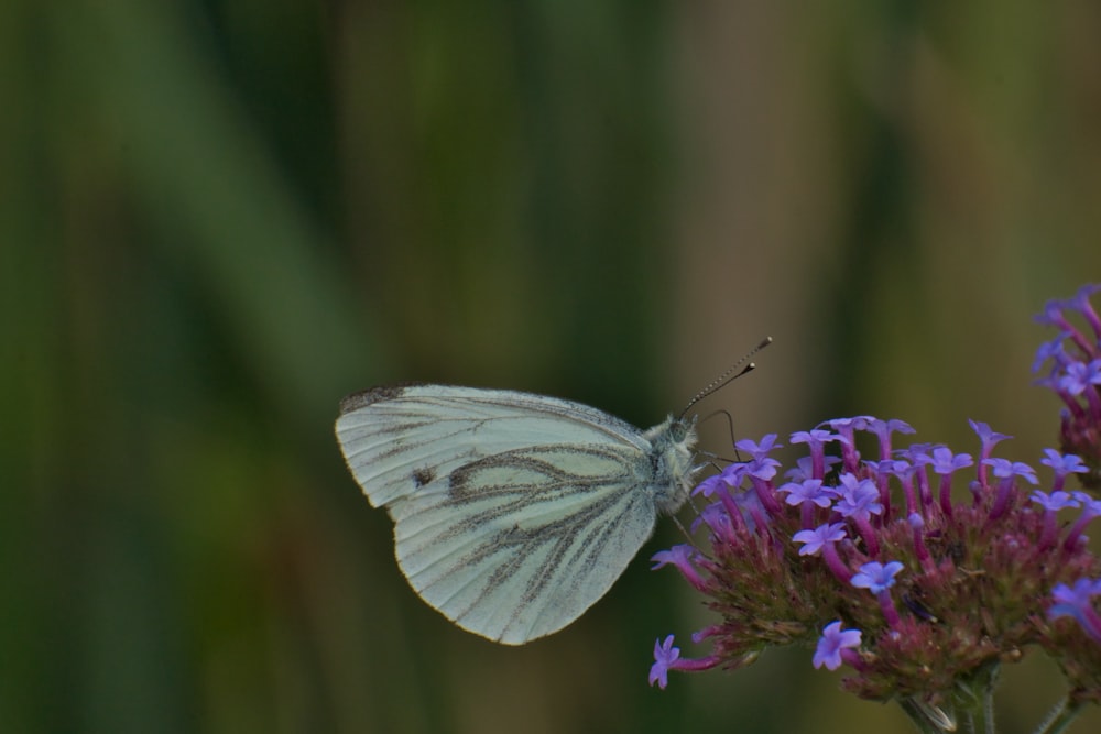 a butterfly on a flower