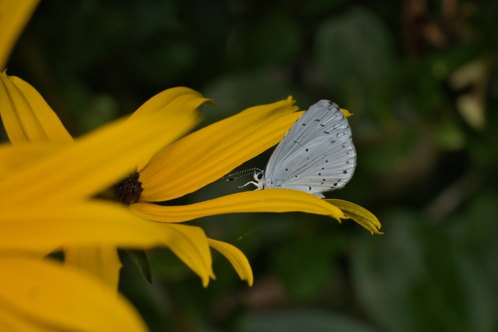 a butterfly on a yellow flower