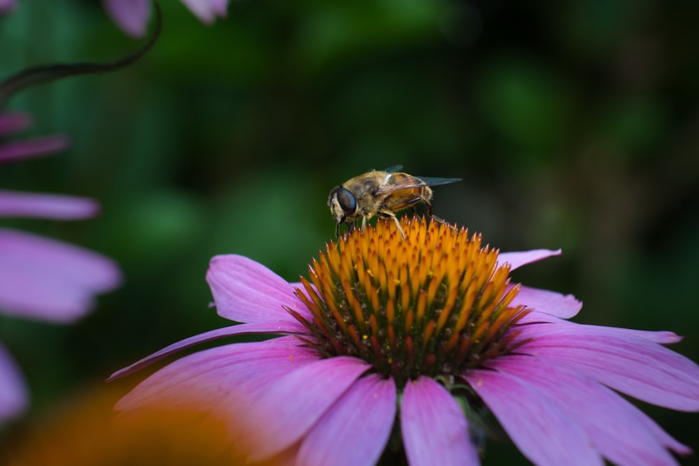 a bee on a flower