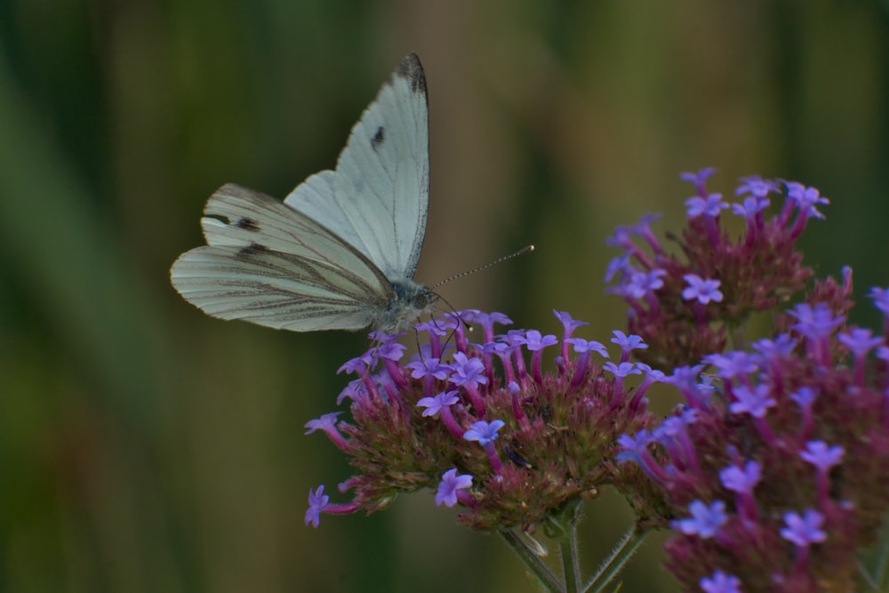 a butterfly on a flower