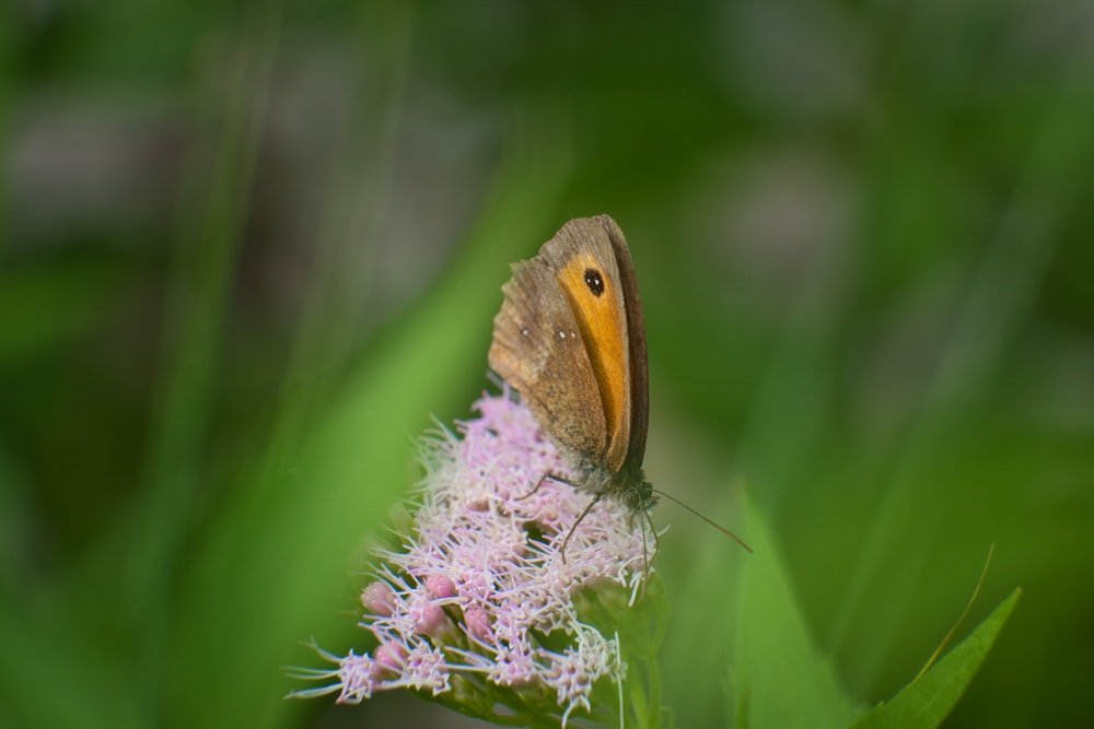 a butterfly on a flower