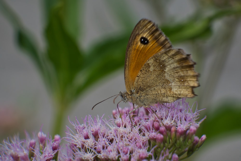 a butterfly on a flower