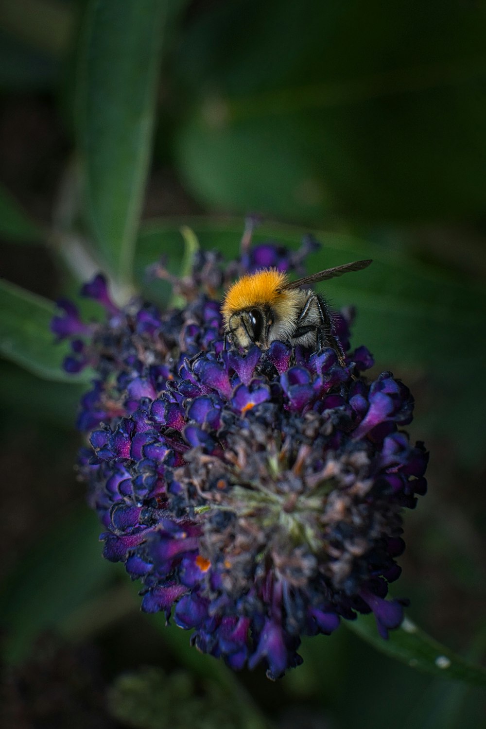 a bee on a purple flower