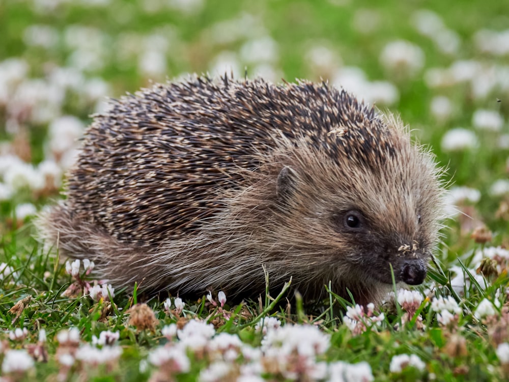 a hedgehog in the grass