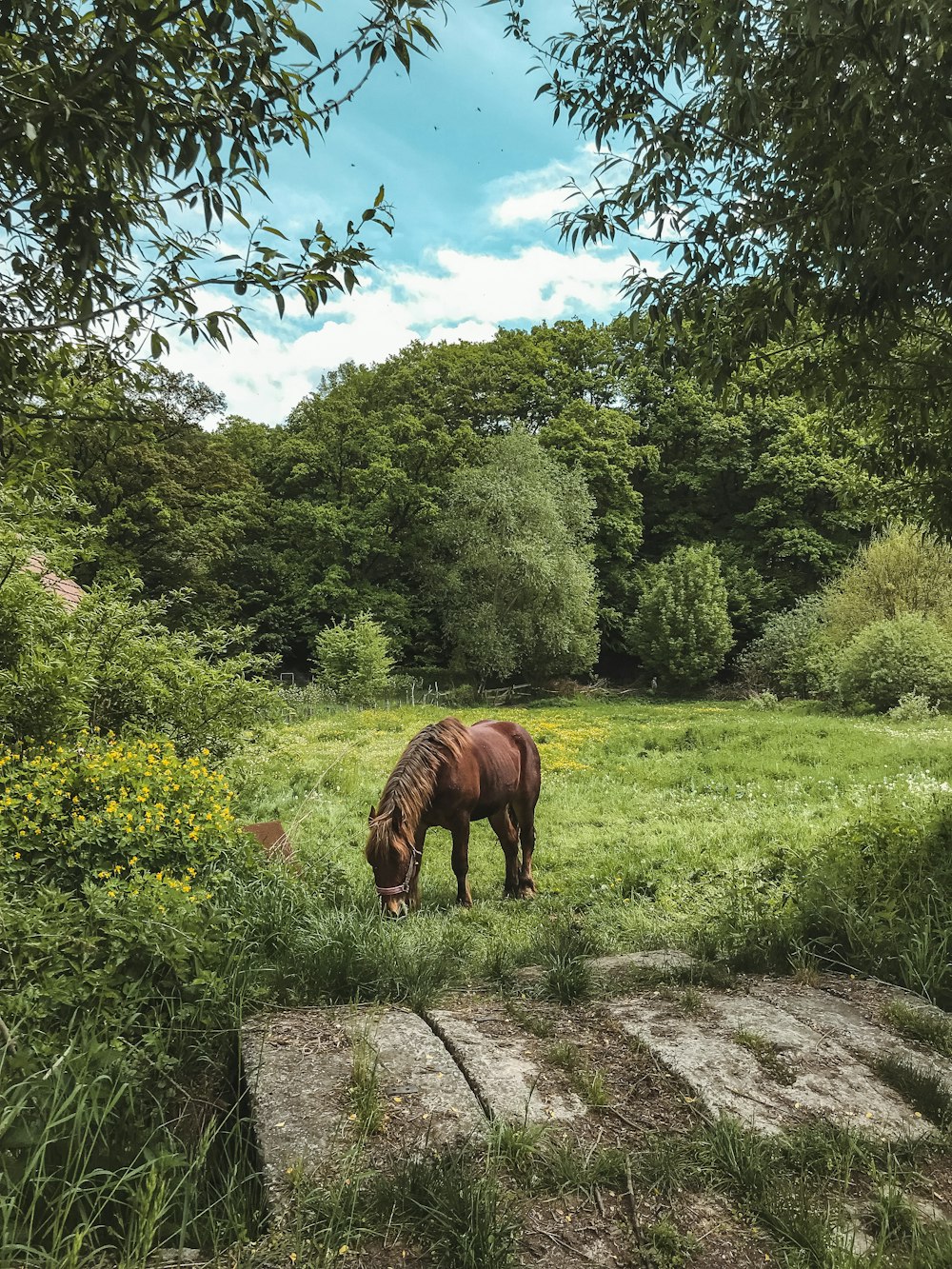 a horse grazing in a meadow
