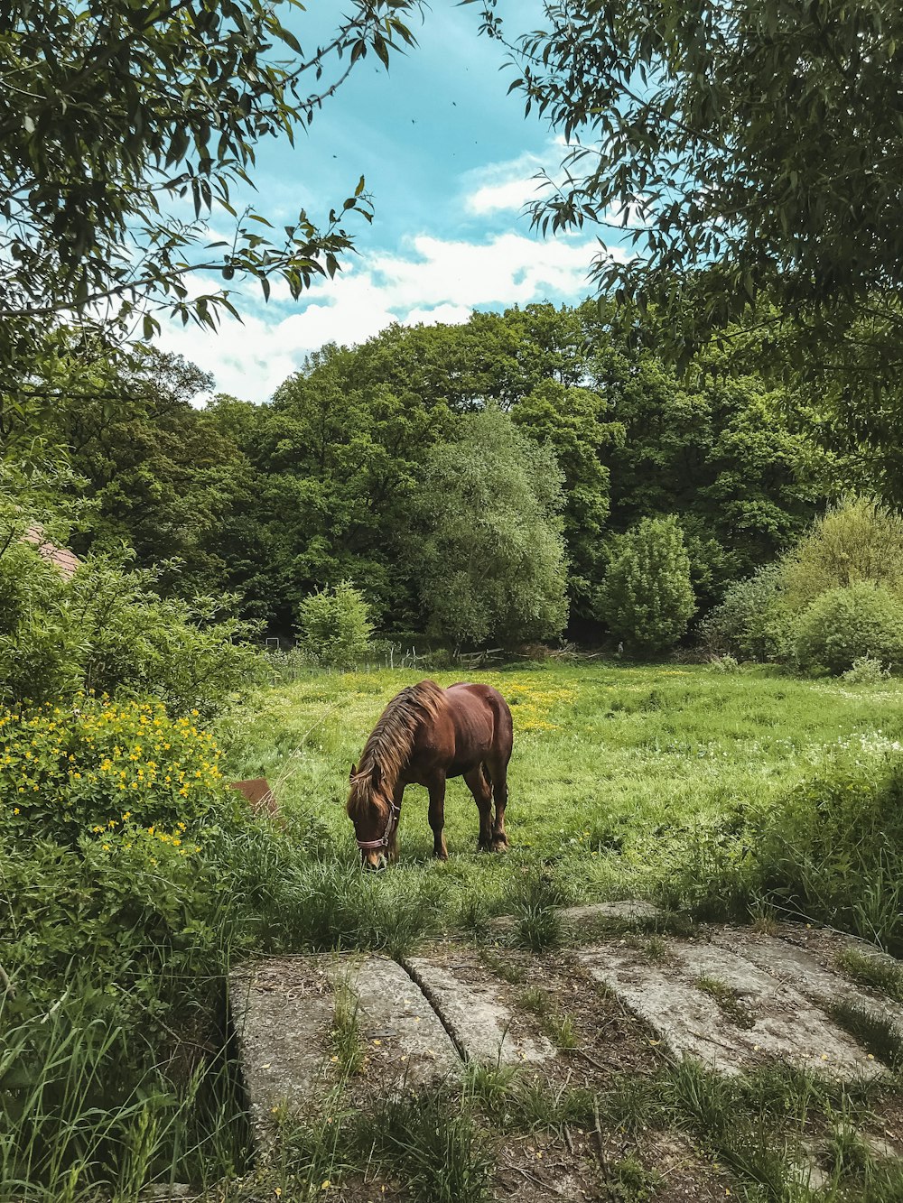 Un cavallo che pascola in un prato