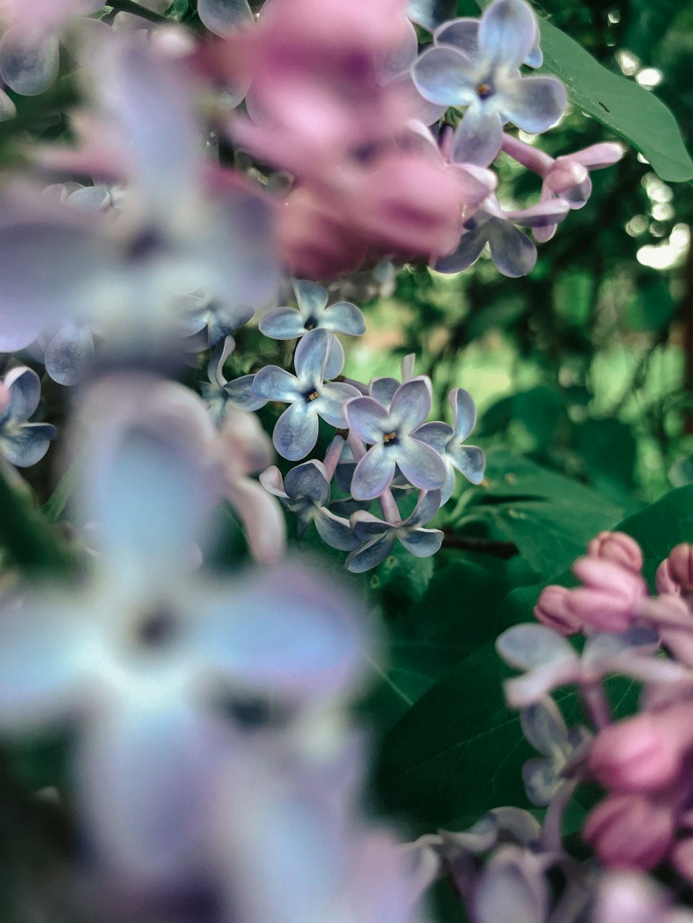 close up of flowers