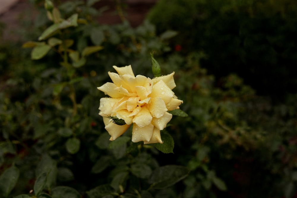 a close up of a flower